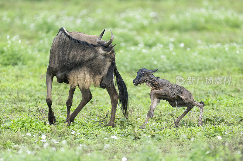 一只刚出生的角马幼崽在和妈妈一起走路时步履蹒跚