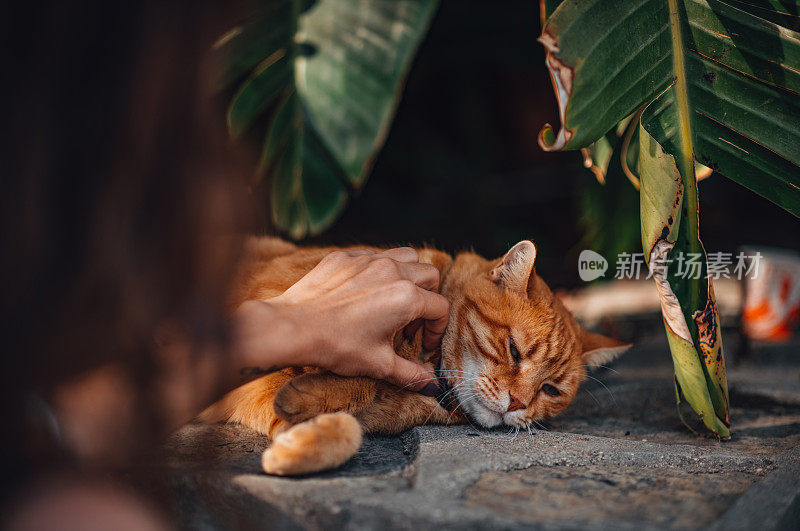 年轻女子喜欢街上的猫