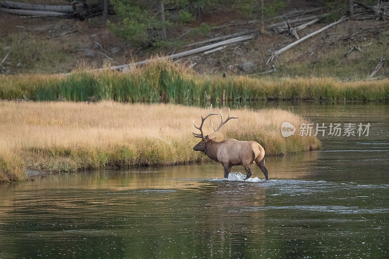 大公麋鹿在发情季节涉水过河，寻找他的牛群