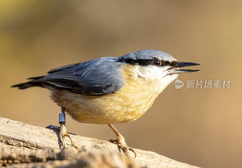 以圆木为食的无尾鸟