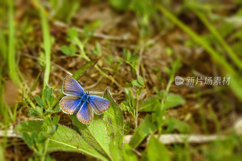 蓝蝴蝶坐在树叶上的特写