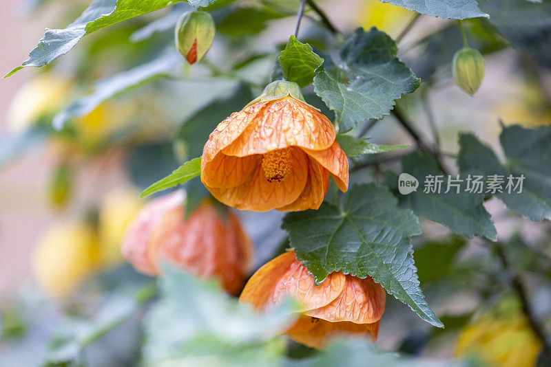 特写灌木与美丽的橙花，复制空间的背景