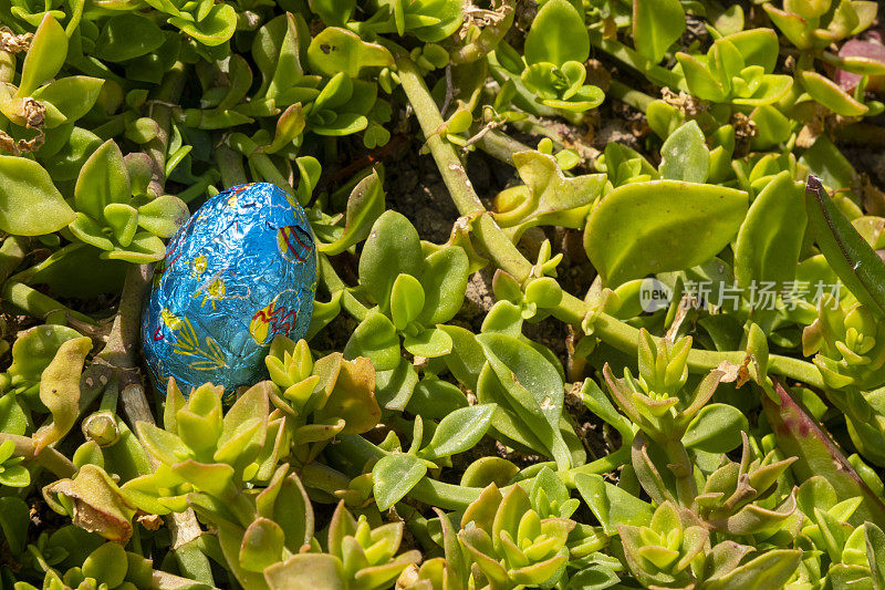 蓝色复活节巧克力蛋藏在田野里