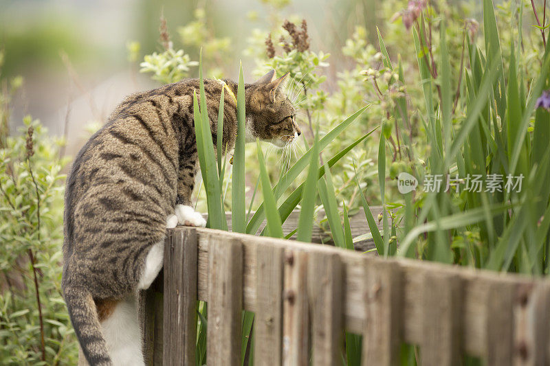 可爱的小花猫在花园里玩