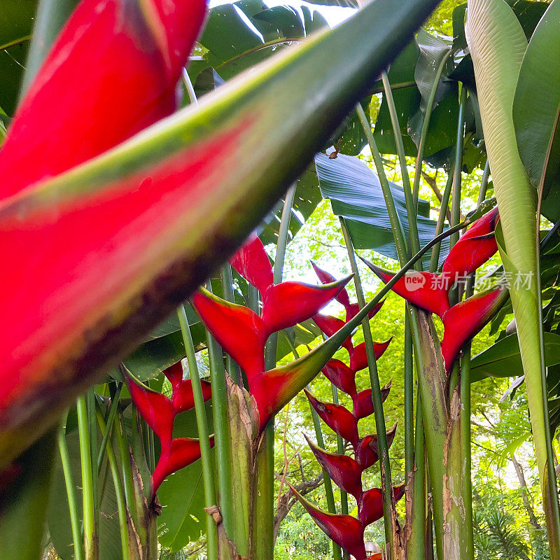 花园里的Heliconia