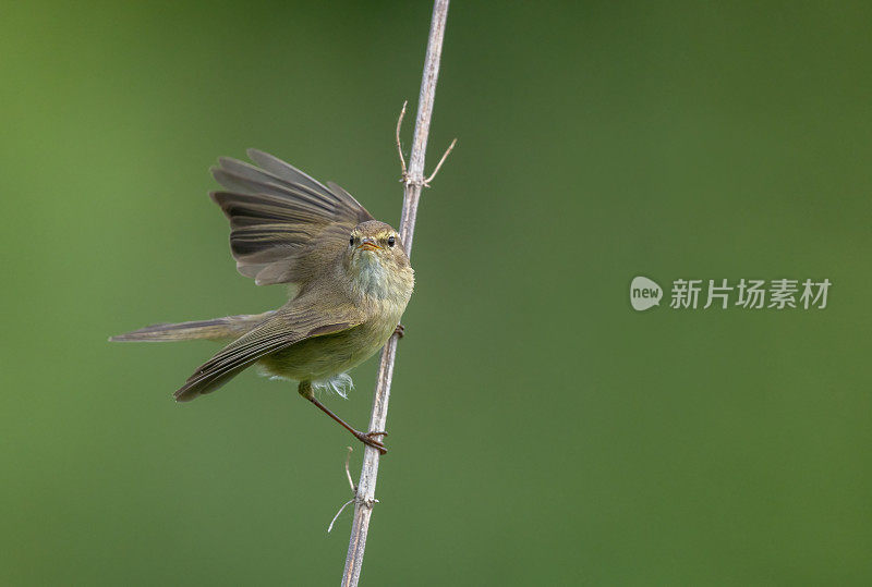 常见的棕柳莺