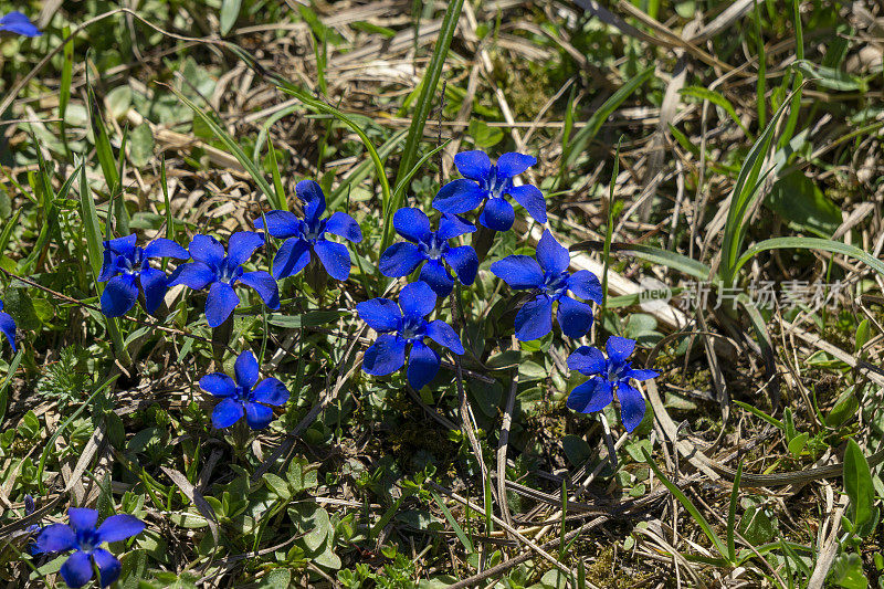 龙胆花在塔特拉山脉。