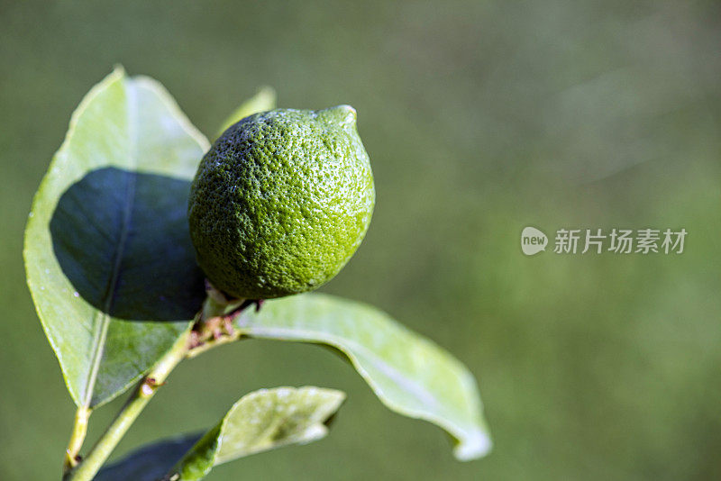 花园里的柠檬树苗发芽的特写