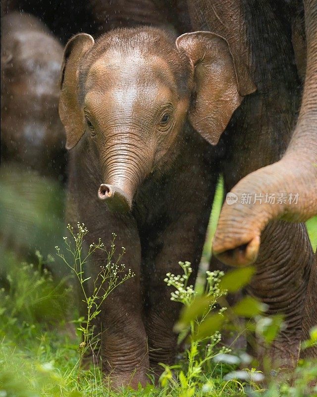 非洲小象在象群中受到成年象的保护
