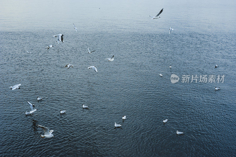 成群的海鸥漂浮在海面上