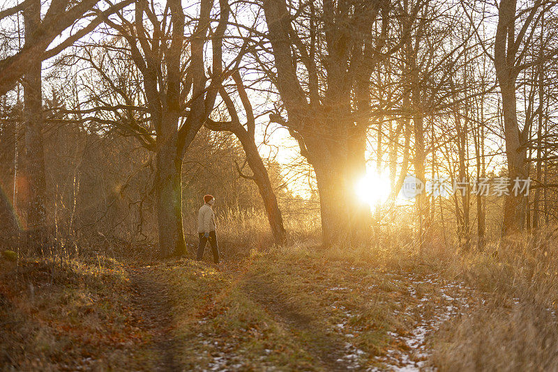 日落时分的深秋森林徒步旅行。一个走在乡间小路上的成熟女人。艺术拍摄对太阳背光和极端镜头耀斑。