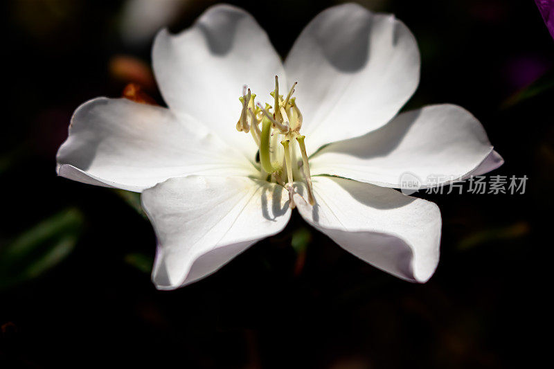 一朵花的特写