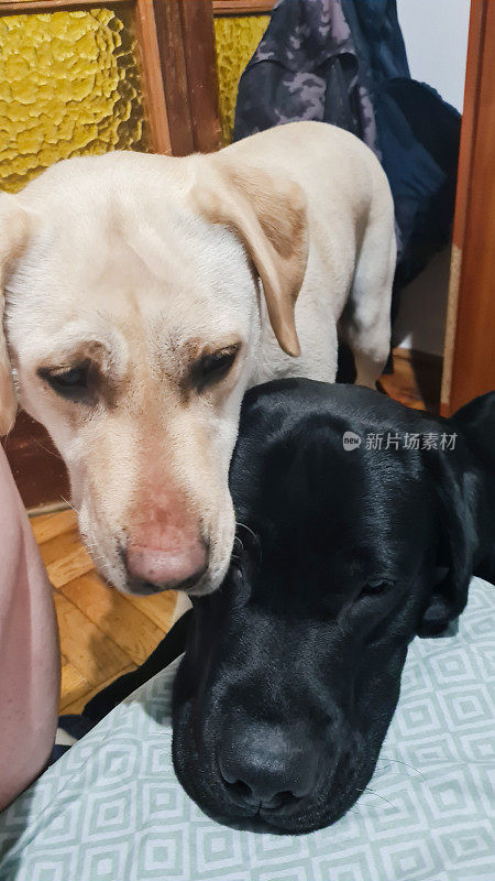 饥饿的狗带着悲伤的眼神在家里等待喂食。