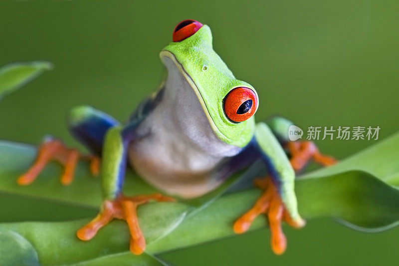 好奇的红眼树蛙