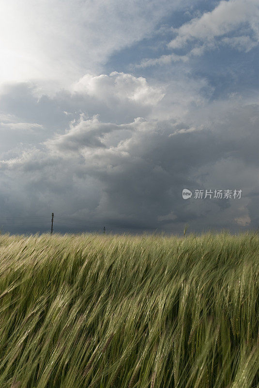 麦田抵御暴风雨