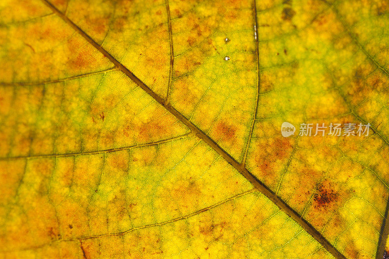 梧桐叶细胞为红色和黄色