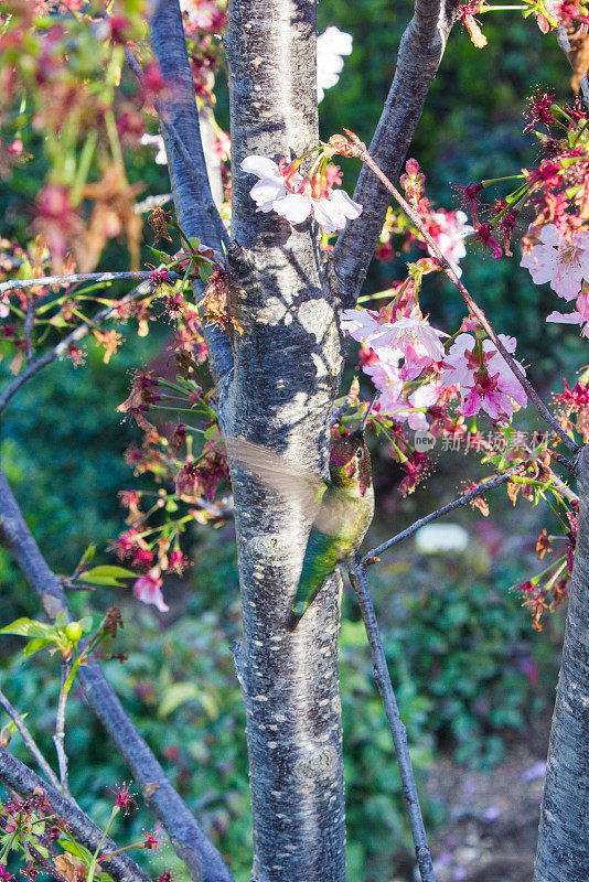 安娜的蜂鸟在日本樱桃树上喝水