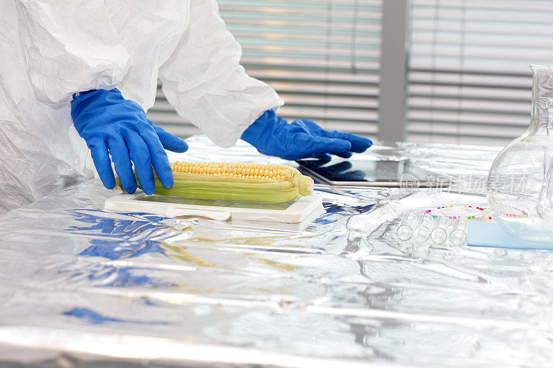 穿着防护服的科学家在实验室的桌子上吃玉米