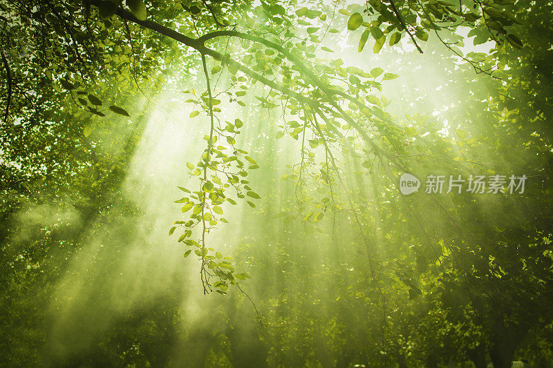 阳光和绿色的森林