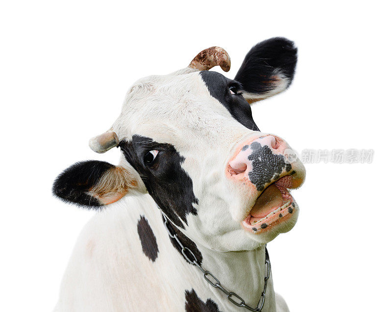 滑稽可爱的奶牛孤立在白色