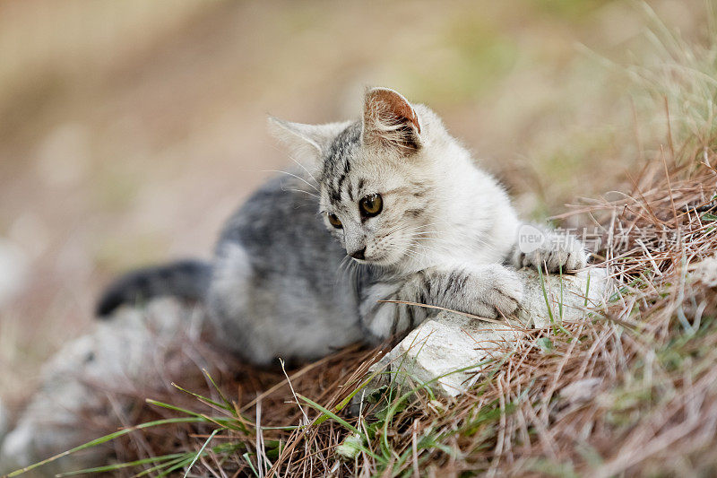 灰色的小猫