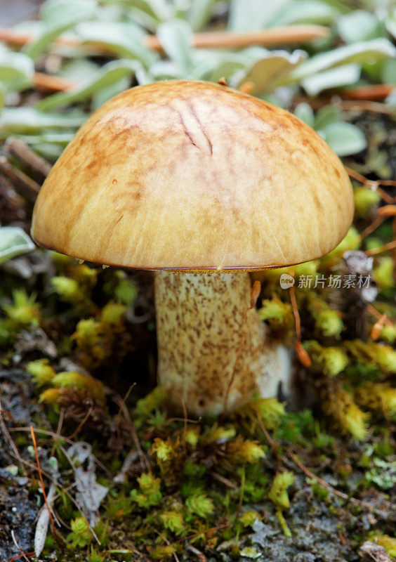 可食用的蘑菇suillus