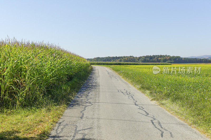 奥地利玉米田之间的乡村地面公路