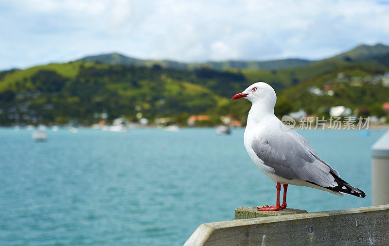 海鸥的Akaroa