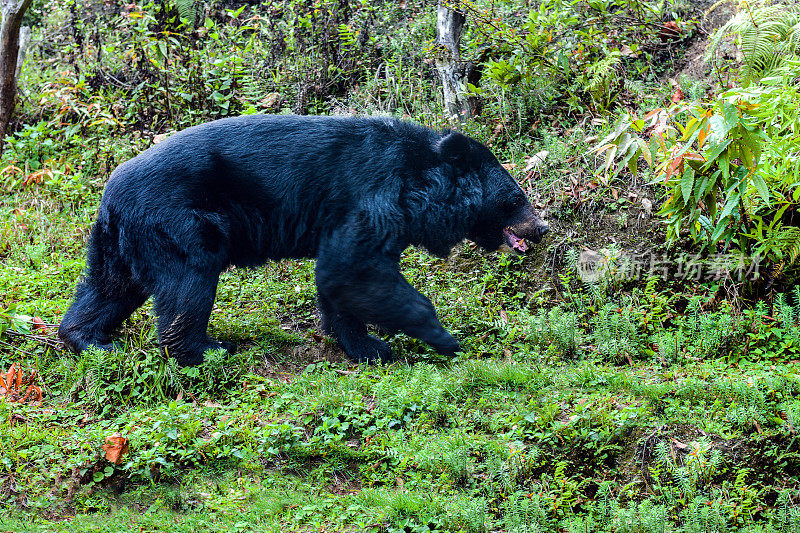 黑熊在草地上行走，大吉岭，印度，亚洲。