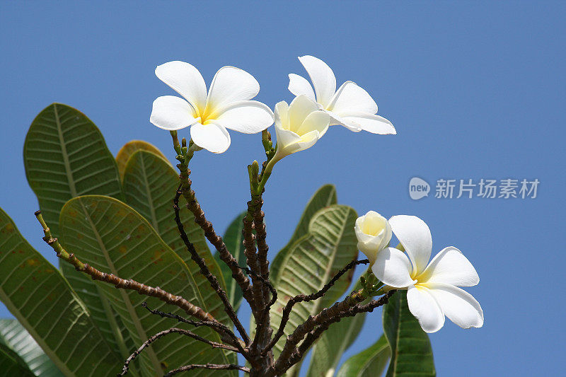 白色的花朵映衬着蓝色的天空