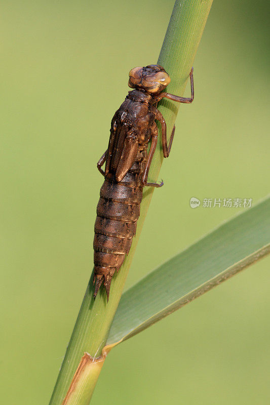 蜻蜓nymph