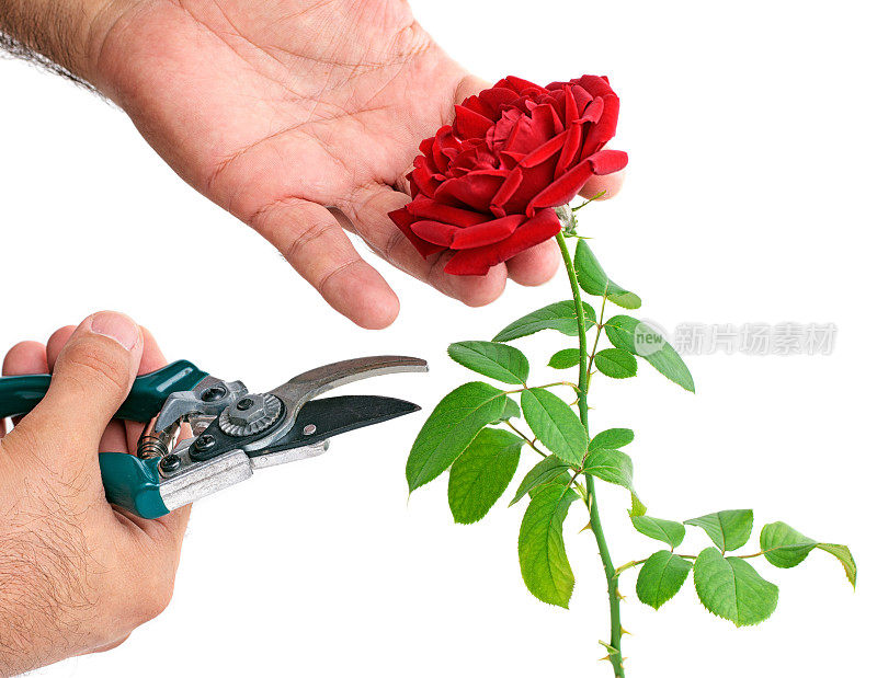削减玫瑰