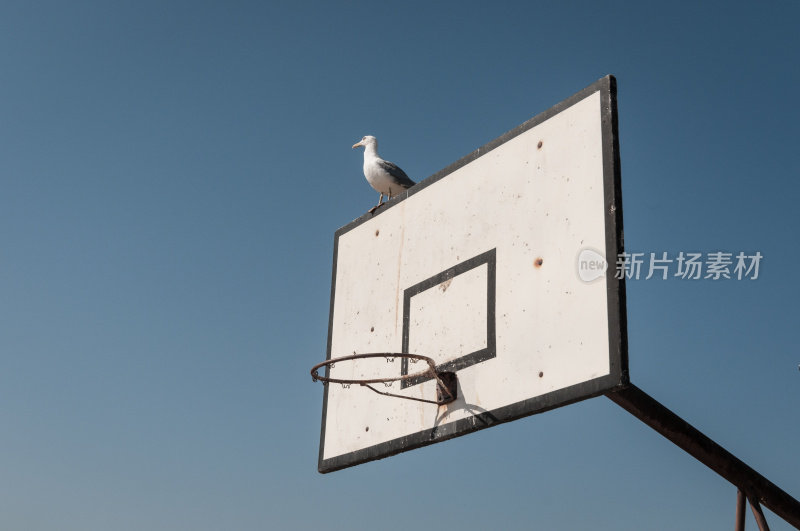 海鸥打篮球