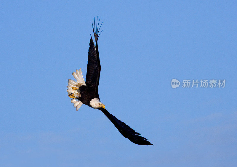 秃鹰潜水模式，阿拉斯加