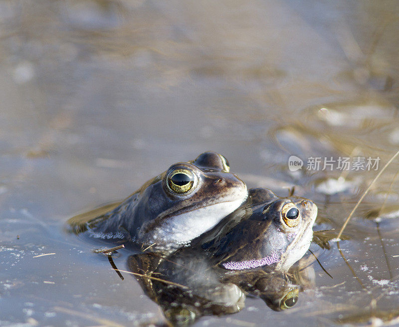 沼泽蛙(蛙蛙)雄性(2只)