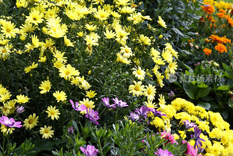 丰富多彩的bedflowers