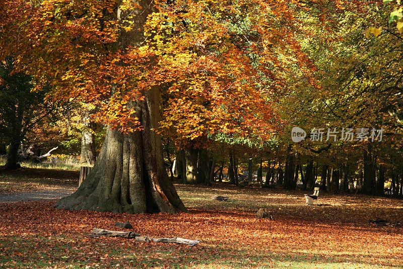 古老的山毛榉树在美丽的秋天颜色