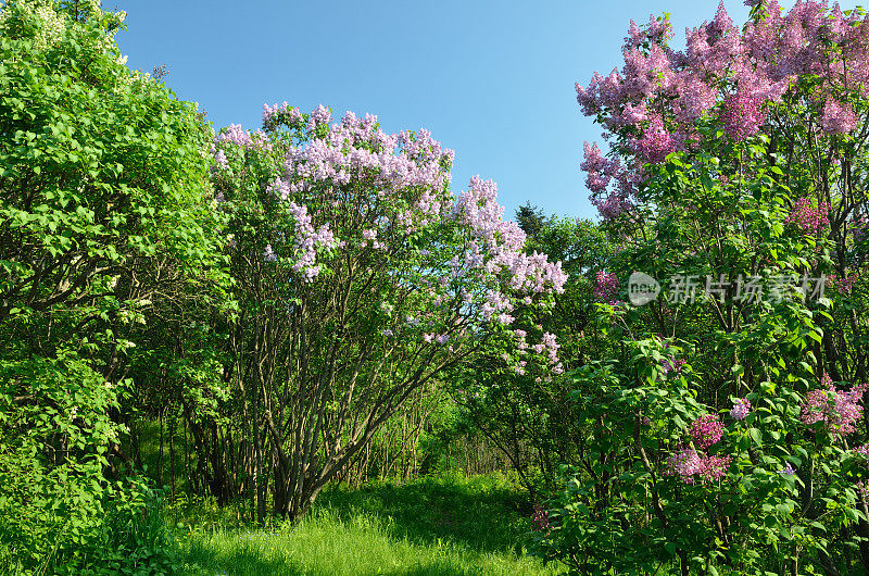 春天花园里的丁香花丛