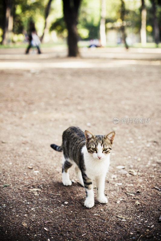 只流浪猫