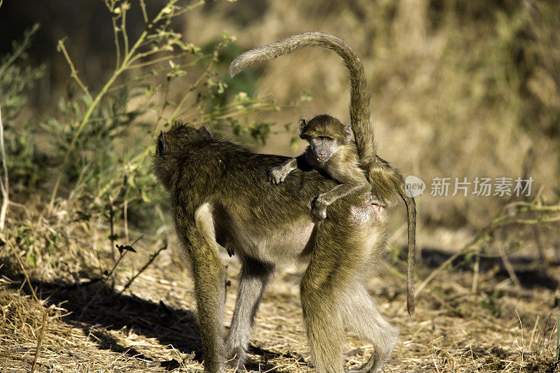 小狒狒搭顺风车