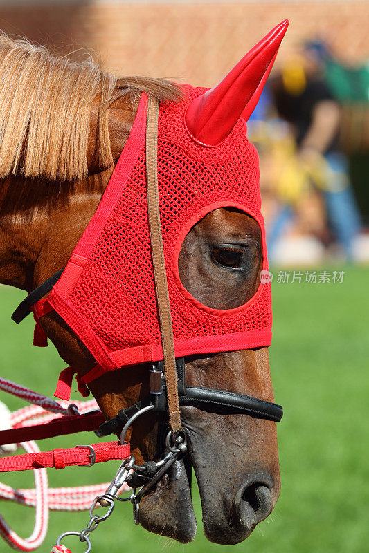 红眼罩马头