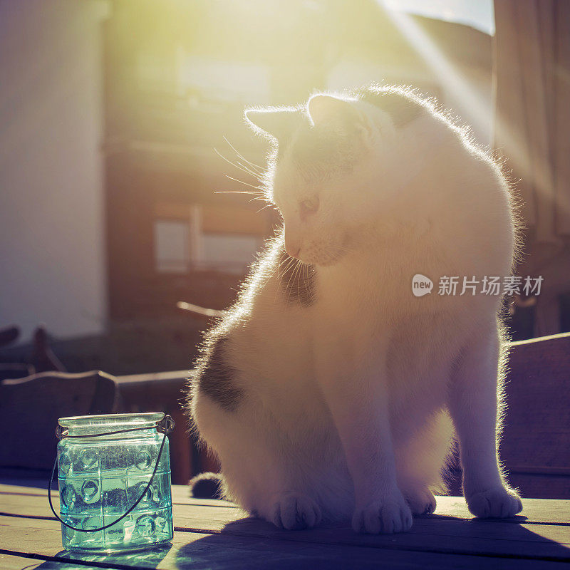 猫在阳光下看眼镜