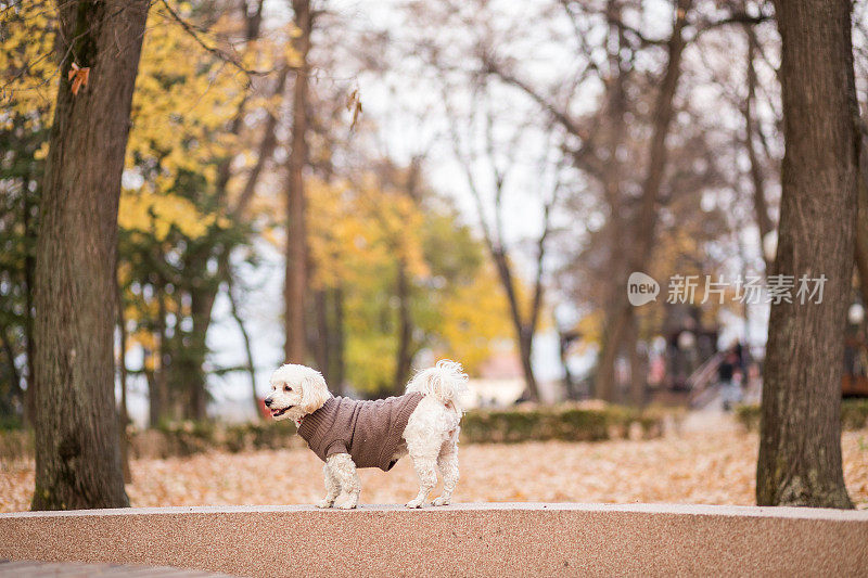 穿的比雄犬