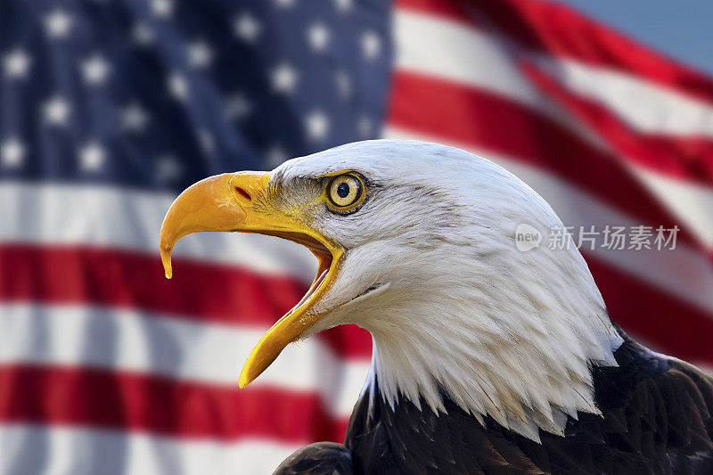 有美利坚合众国国旗的秃鹰