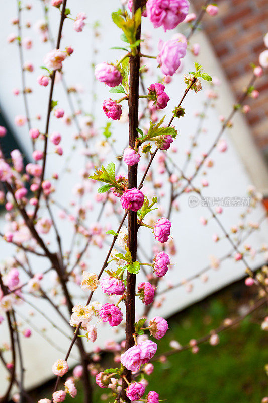 杏仁花