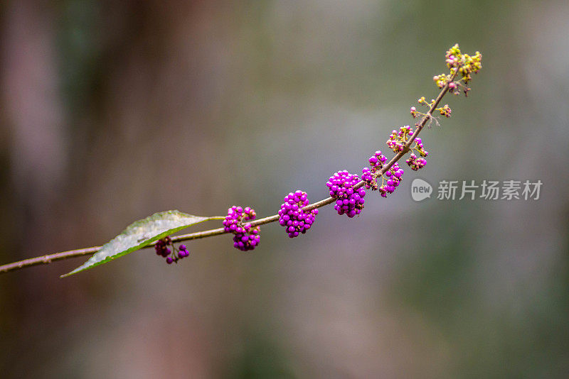 美国Callicarpa