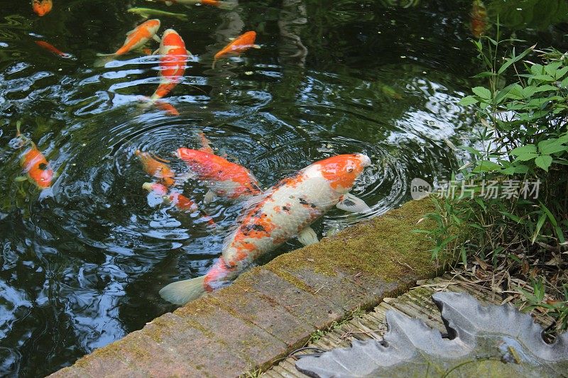 大锦鲤在日本花园池塘觅食