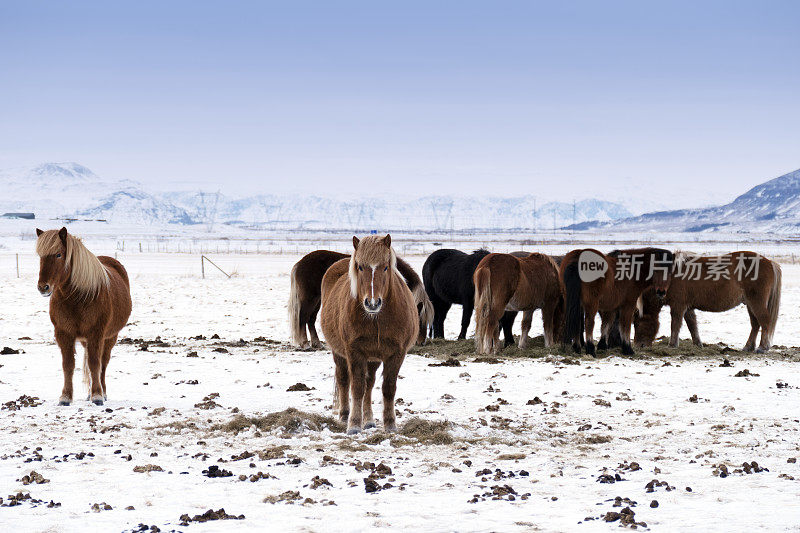 棕色的冰岛马站在覆盖着积雪的牧场上