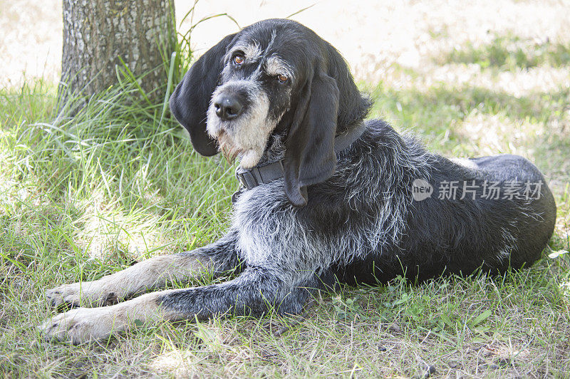 法国猎犬加斯科尼格里芬肖像