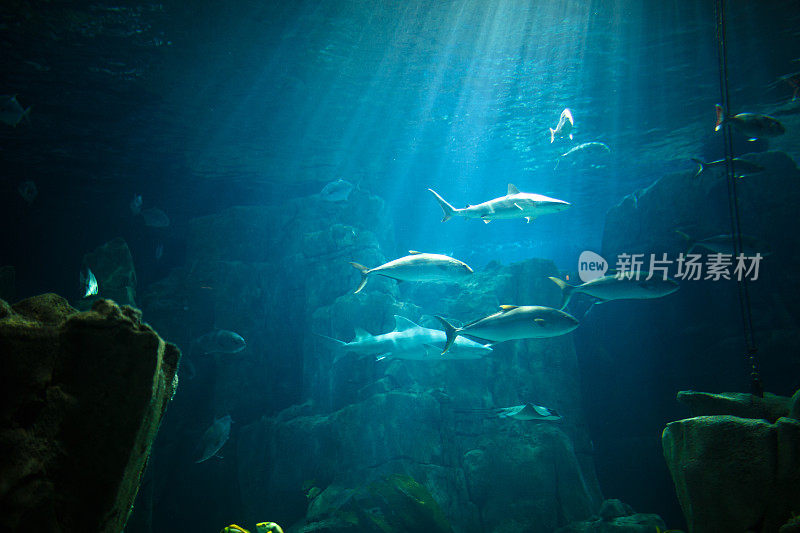 有热带鱼的咸水水族馆